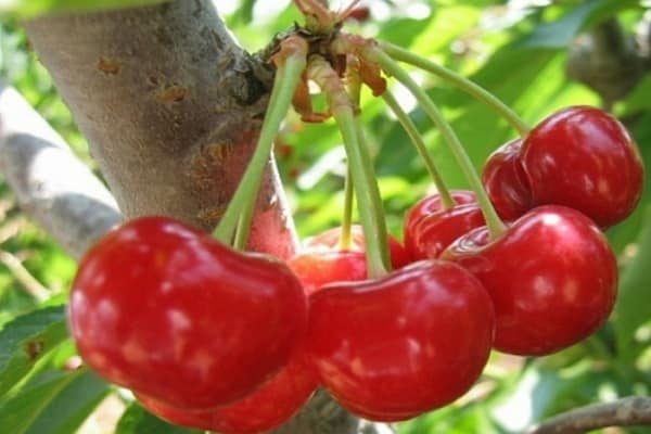 เชอร์รี่แดง