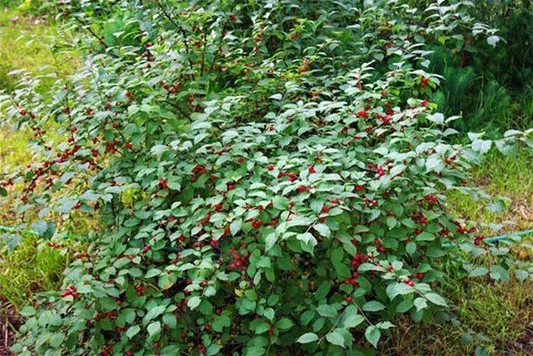 พุ่มลิลลี่