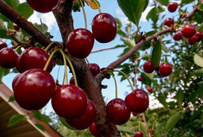 เชอร์รี่ชปังก้า