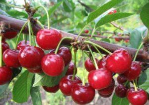 ลักษณะและลักษณะของเชอร์รี่พันธุ์มิราเคิล การปลูกและการดูแลพันธุ์
