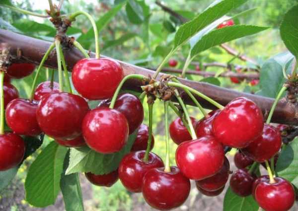 เชอร์รี่สุก