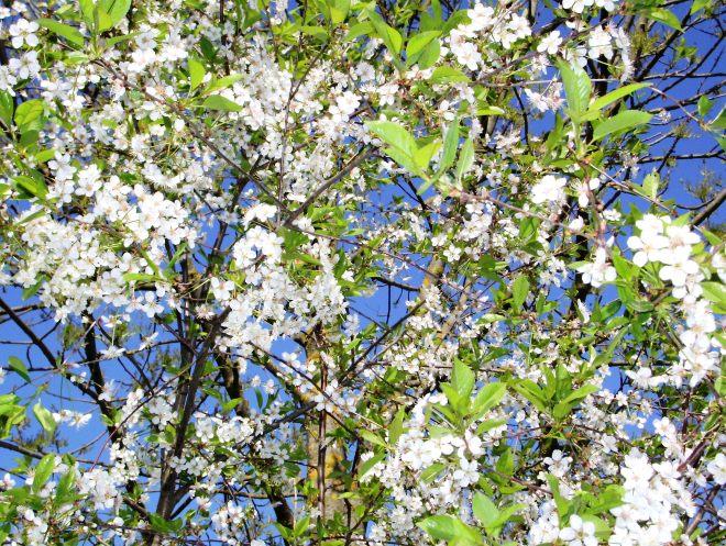 ดอกซากุระ