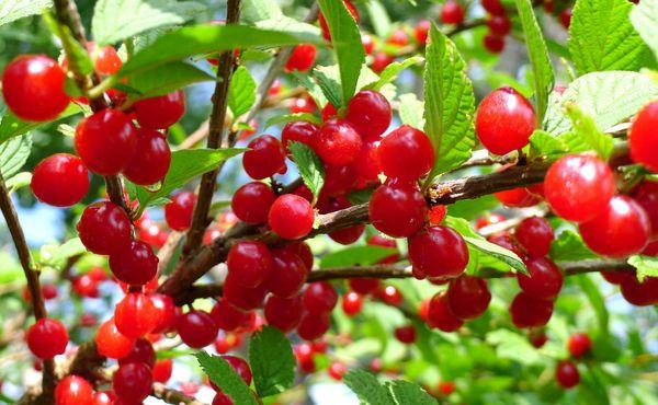 เชอร์รี่สุก