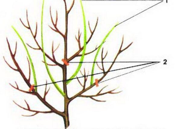 การตัดแต่งต้นเชอร์รี่สักหลาด