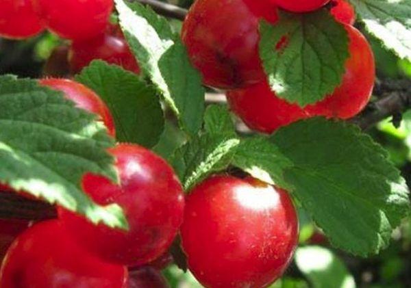 เชอร์รี่แดง