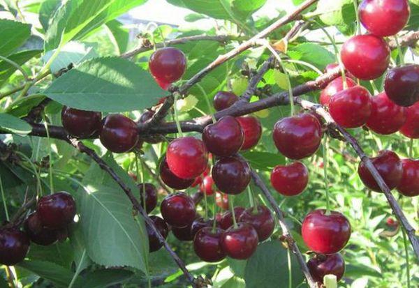 กิ่งที่มีเชอร์รี่