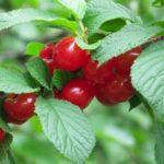 ผลเชอร์รี่