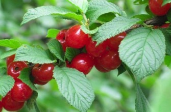 ผลเชอร์รี่