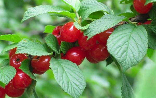 ผลเชอร์รี่