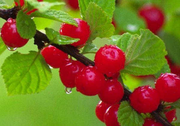 การรดน้ำเชอร์รี่