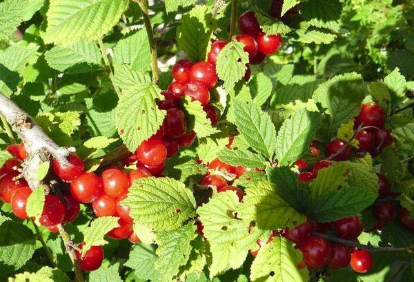 ต้นเชอร์รี่บนแปลง