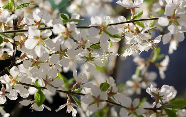 ดอกซากุระจากผ้าสักหลาด