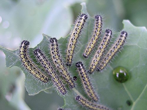 ศัตรูพืชรูทาบาก้า