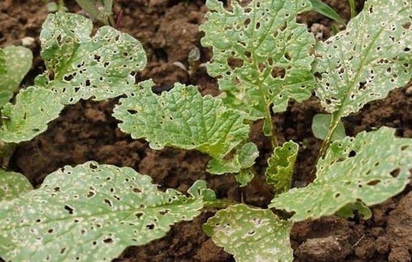 ศัตรูพืชหัวผักกาด