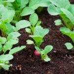 การปลูกหัวไชเท้า