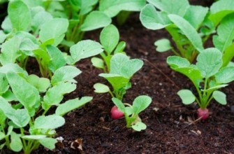 การปลูกหัวไชเท้า