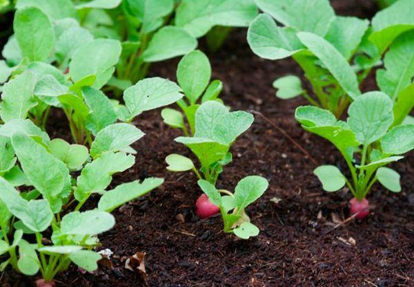 การปลูกหัวไชเท้า