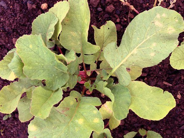 โรคราแป้ง