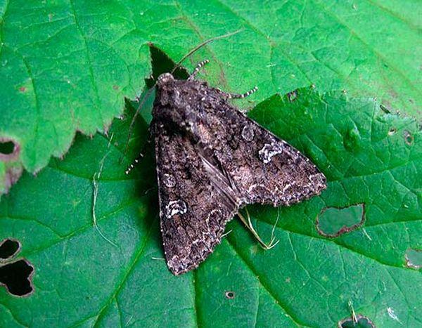 หนอนกระทู้