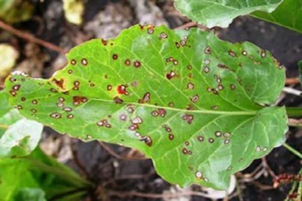 ravageurs des plantes