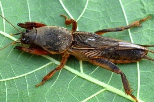 ravageur de l'oseille