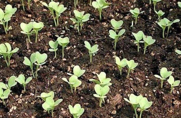 การปลูกรูทาบาก้า