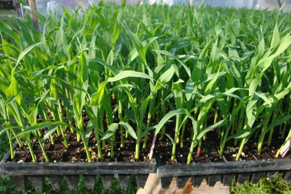 สวนข้าวโพด