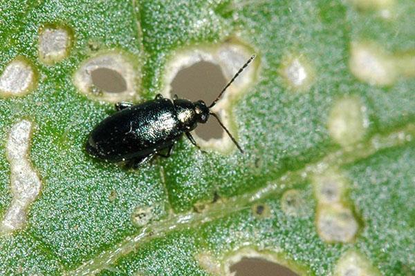 ravageurs de la roquette