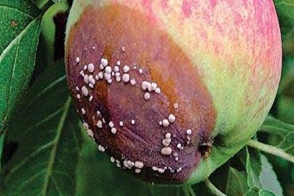 เน่าบนต้นแอปเปิ้ล