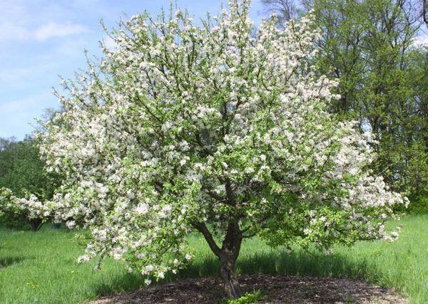 ต้นแอปเปิ้ลในทุ่งนา