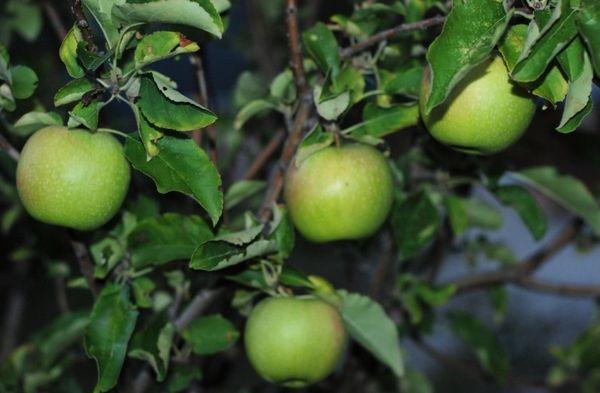 คุณยายสมิธ