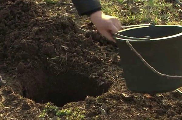 หลุมสำหรับต้นแอปเปิ้ล