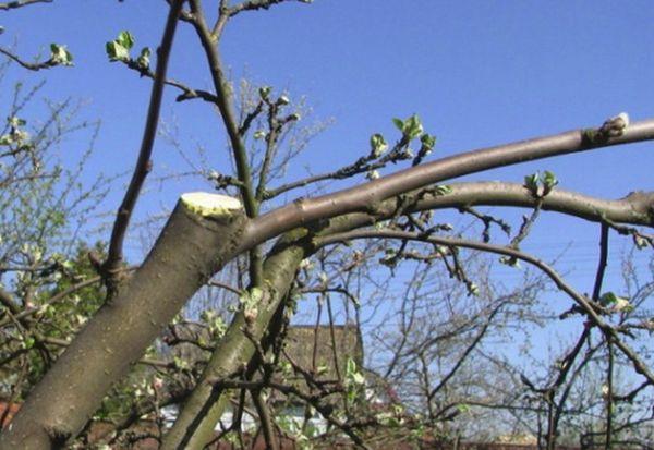 การสร้างมงกุฎ