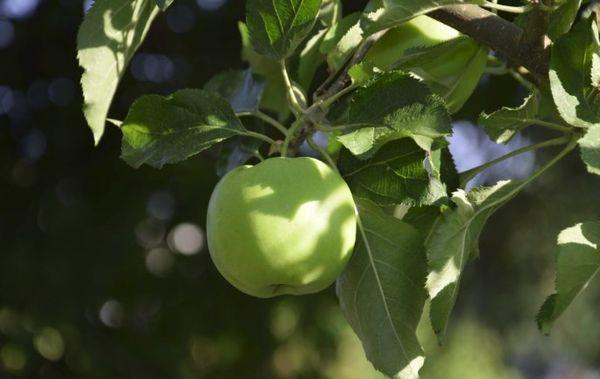 ผลแอปเปิ้ล