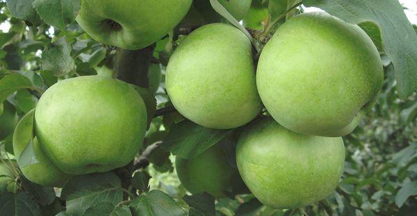 ต้นไม้ผลไม้