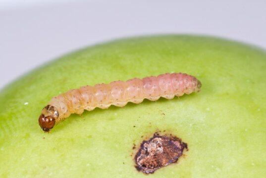 carpocapse sur une pomme
