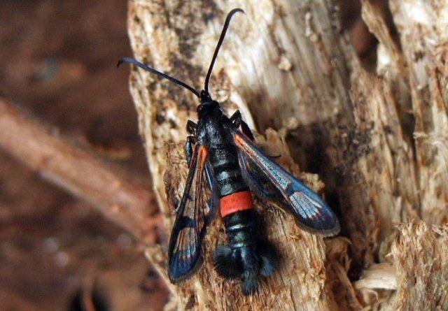 ศัตรูพืชผีเสื้อ