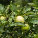 ต้นไม้ผลไม้