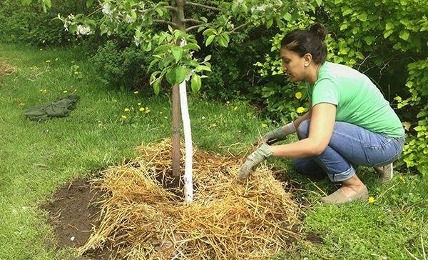 การคลุมดินต้นแอปเปิล