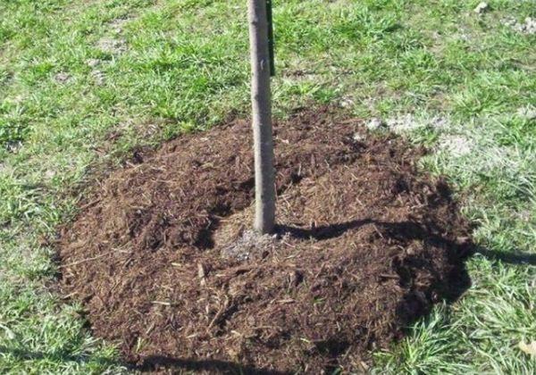 การปลูกต้นแอปเปิ้ล