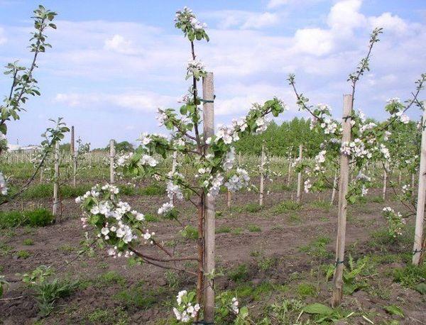 ต้นแอปเปิลตอแคระ