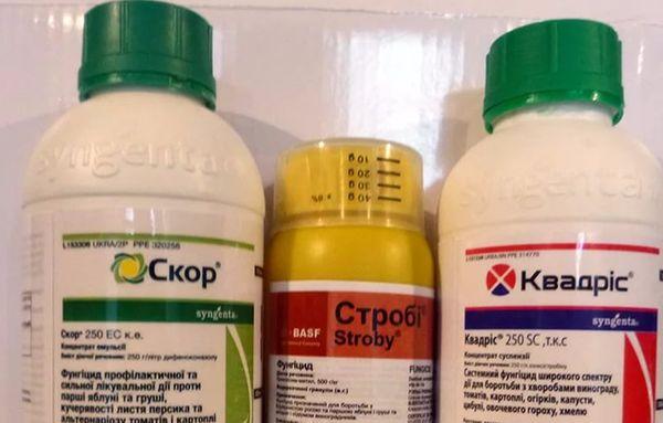 ยาสกอร์