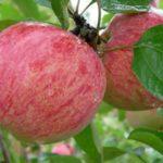 แอปเปิ้ลสุก