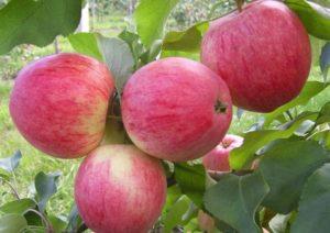 ลักษณะและลักษณะของต้นแอปเปิ้ลโลโบ การปลูกและการดูแลรักษา