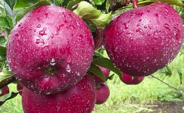 การสุกของผลไม้