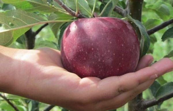 พันธุ์แอปเปิ้ล