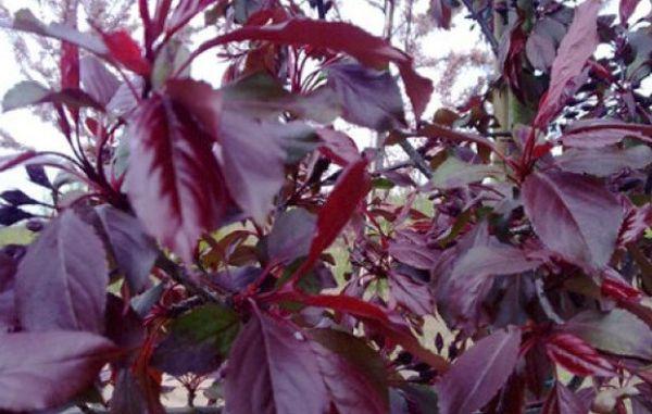 Feuilles de royauté