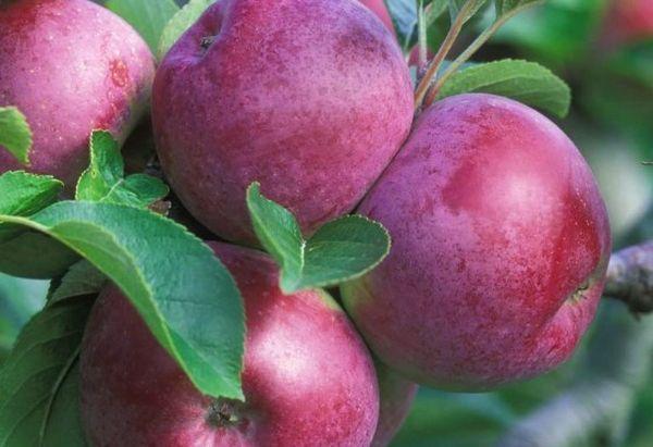 ผลของต้นแอปเปิ้ล