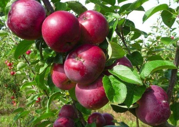 ต้นแอปเปิ้ลออกผล