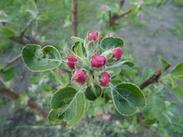 ดอกแอปเปิ้ล